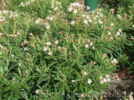 Oleander dwarf salmon 